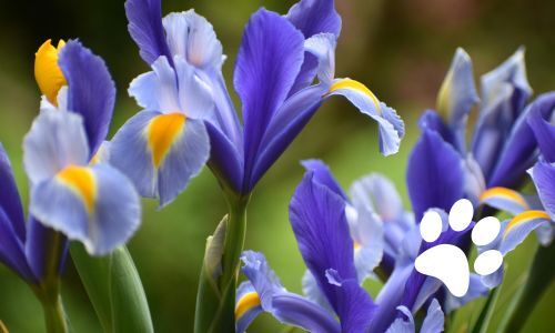 AFHS Spring Bulb Fundraiser